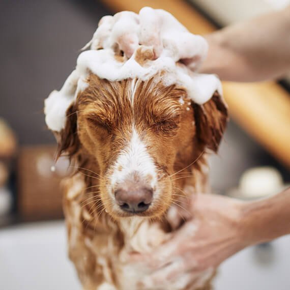 havanese dog breeders
